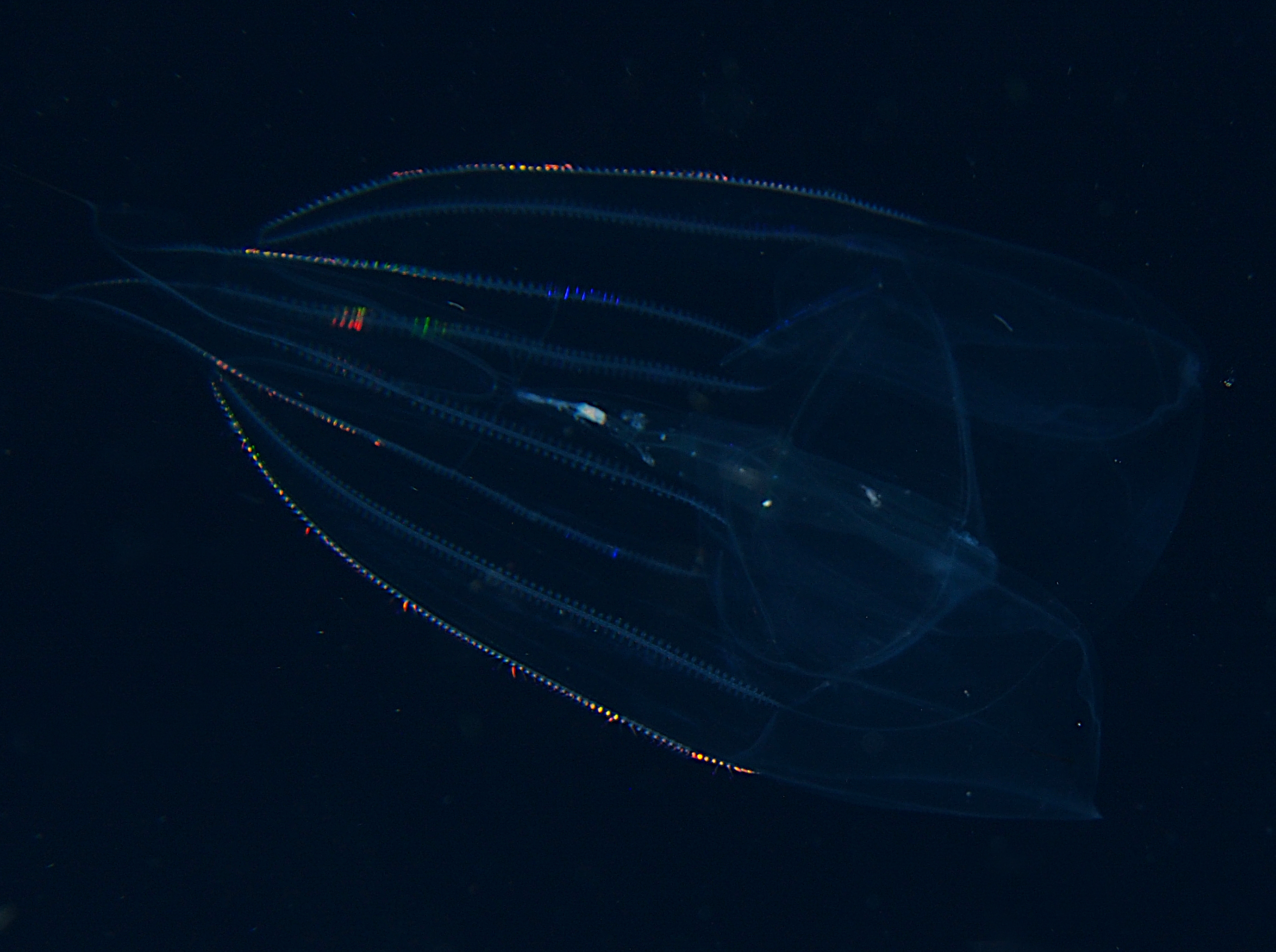 Red-Spot Comb Jelly - Eurhamphaea vexilligera