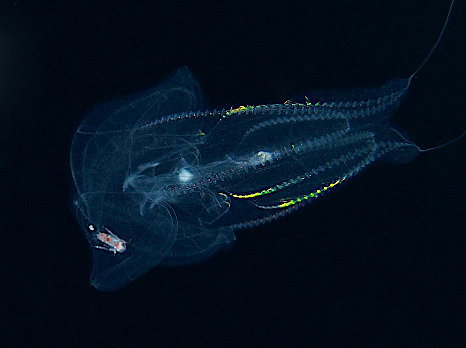 Red-Spot Comb Jelly - Eurhamphaea vexilligera