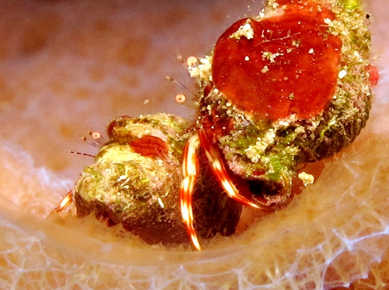 Red-Stripe Hermit Crab - Phimochirus holthuisi