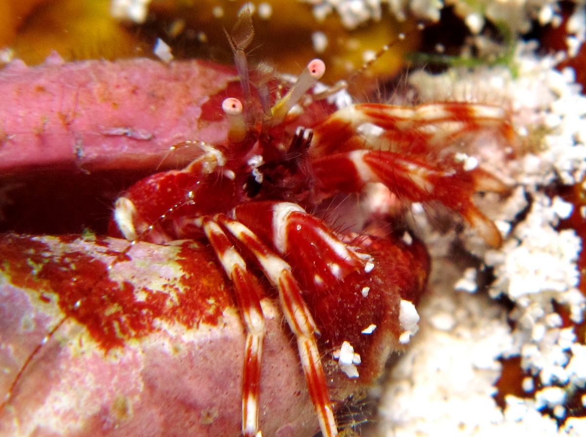 Red-Stripe Hermit Crab - Phimochirus holthuisi