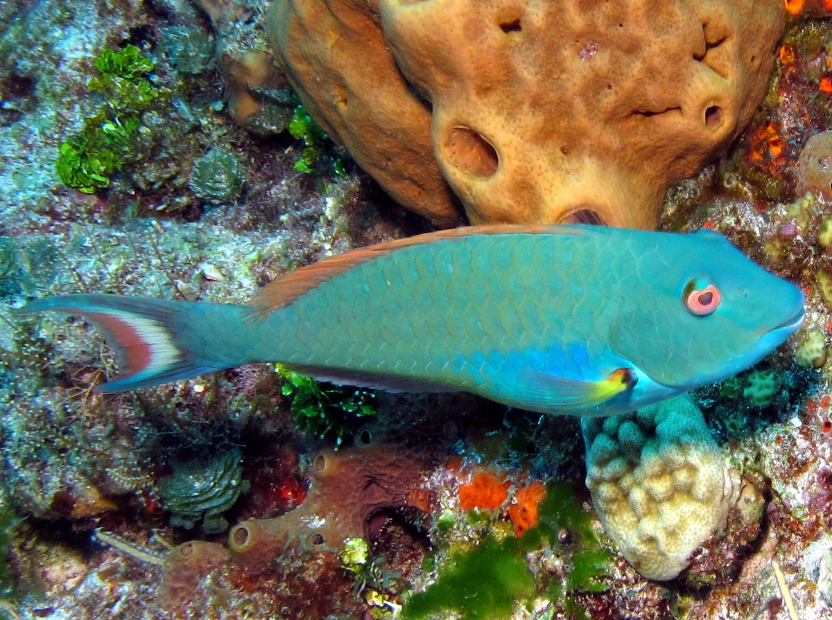 Redtail Parrotfish - Sparisoma chrysopterum