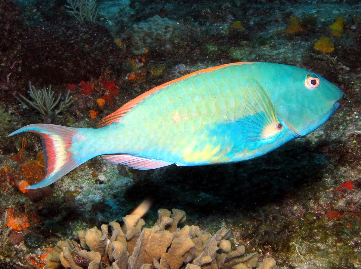 Redtail Parrotfish - Sparisoma chrysopterum