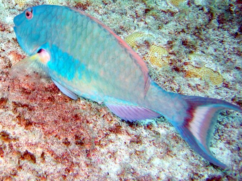 Redtail Parrotfish - Sparisoma chrysopterum