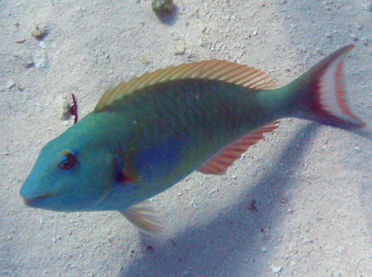 Redtail Parrotfish - Sparisoma chrysopterum