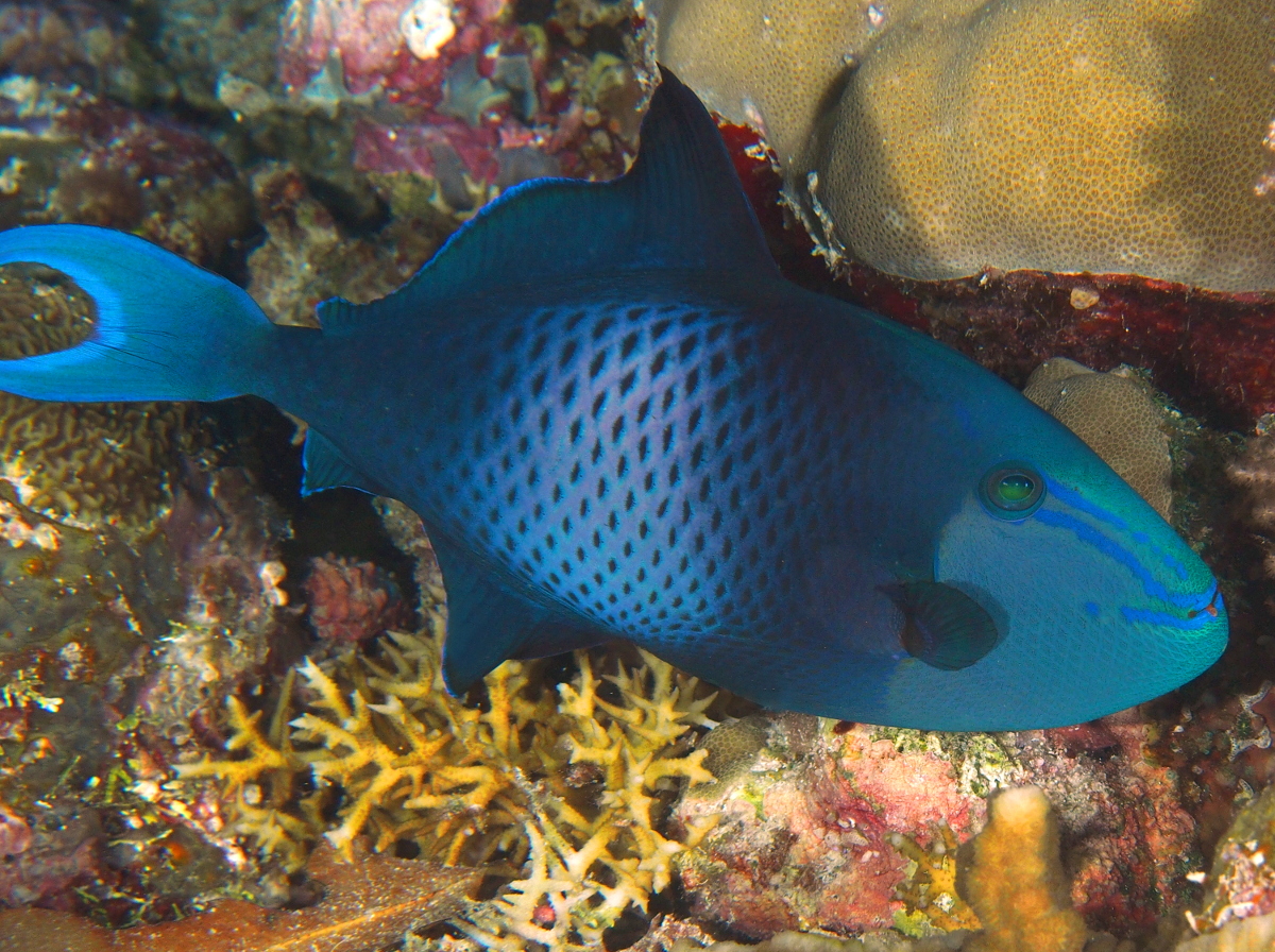 Redtoothed Triggerfish - Odonus niger