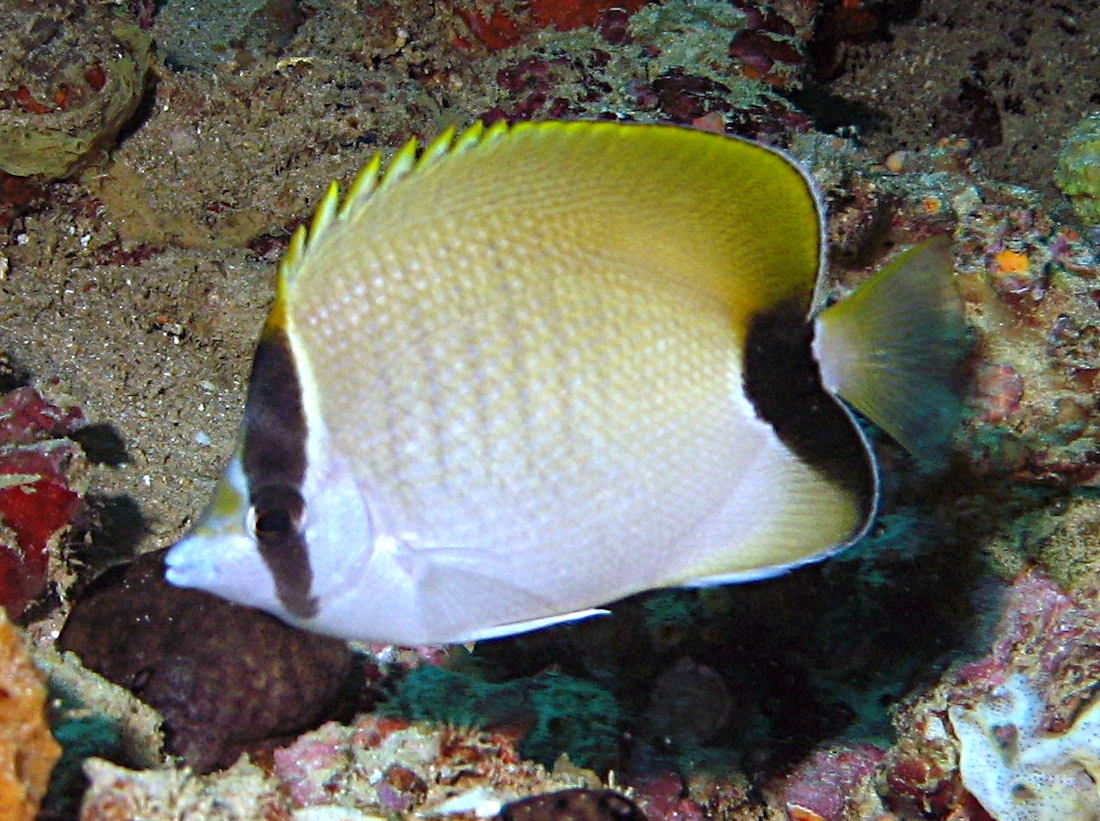 Reef Butterflyfish - Chaetodon sedentarius