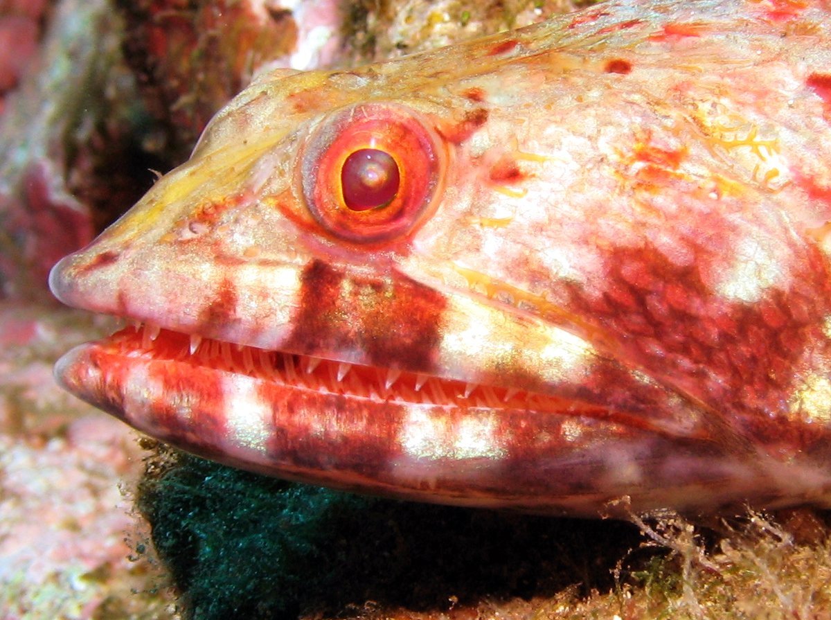 Reef Lizardfish - Synodus variegatus