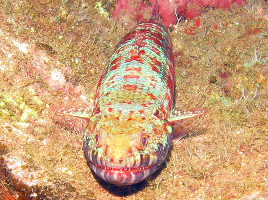 Reef Lizardfish - Synodus variegatus