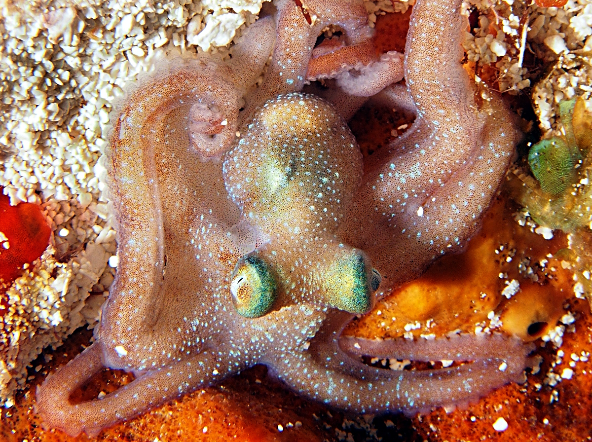 Caribbean Reef Octopus - Octopus briareus