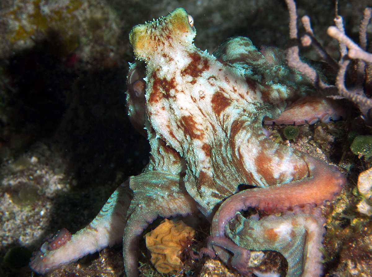 Caribbean Reef Octopus - Octopus briareus