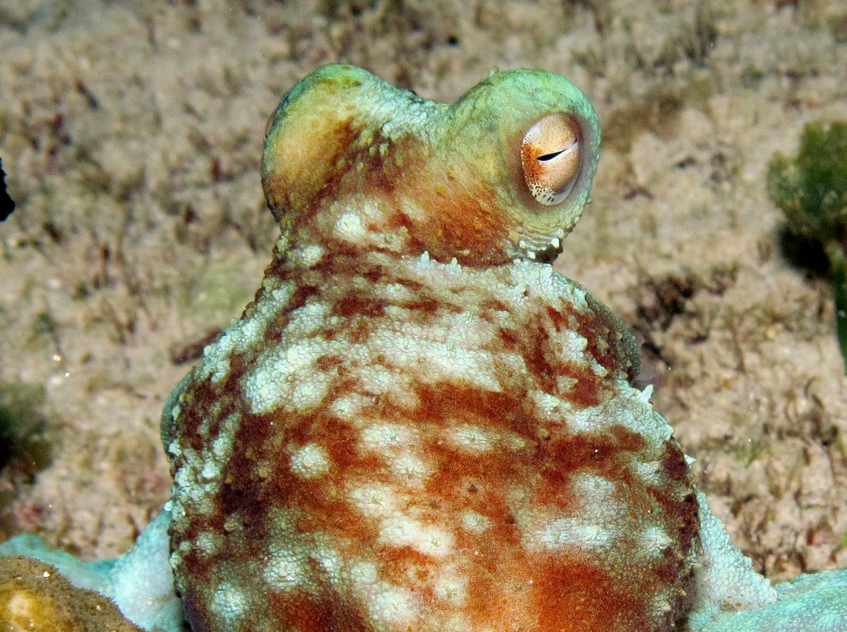 Caribbean Reef Octopus - Octopus briareus