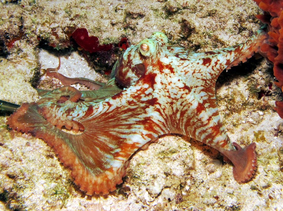 Caribbean Reef Octopus - Octopus briareus