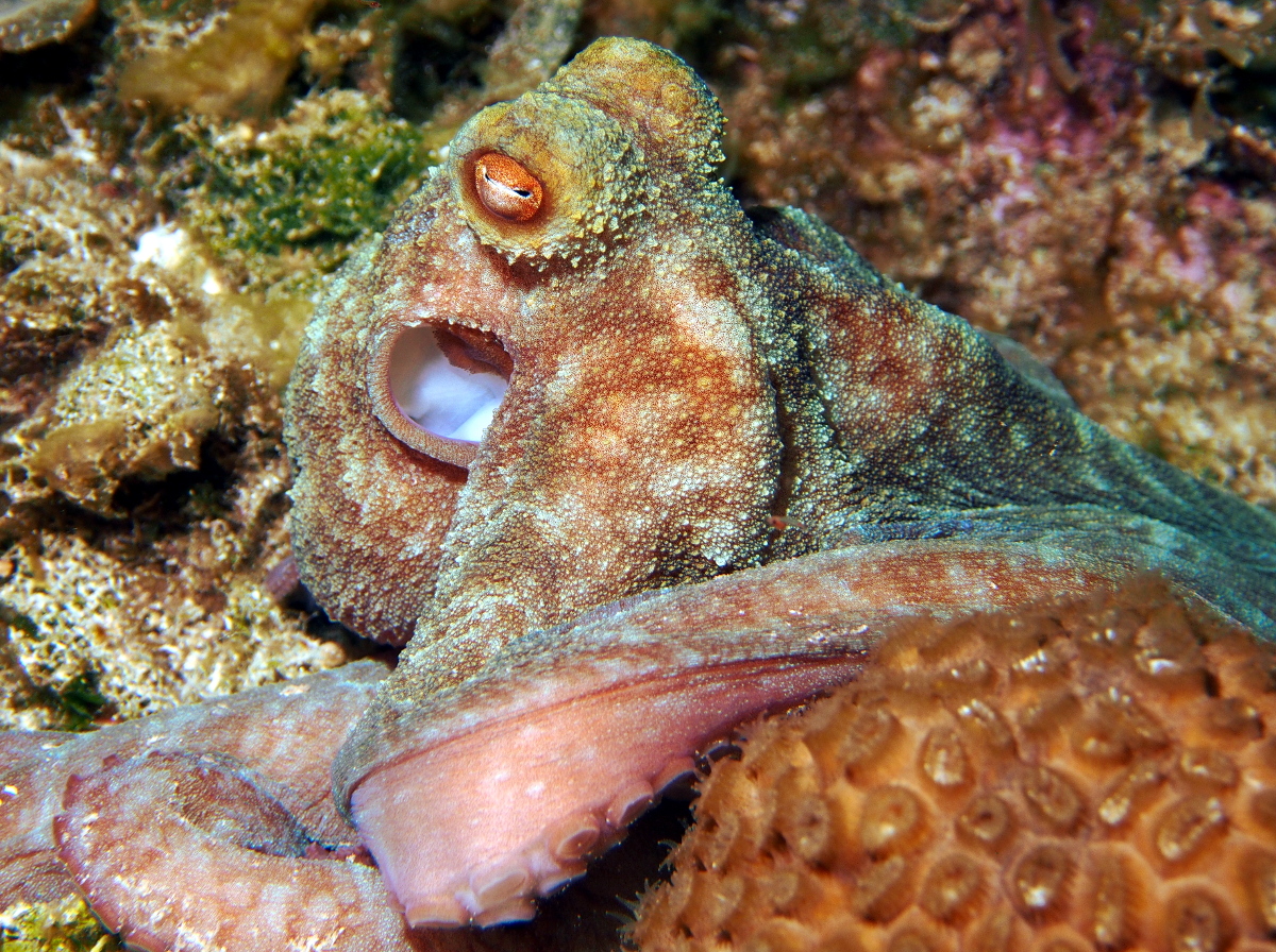 Caribbean Reef Octopus - Octopus briareus
