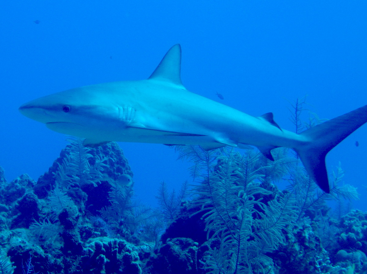 Caribbean Reef Shark - Carcharhinus perezii
