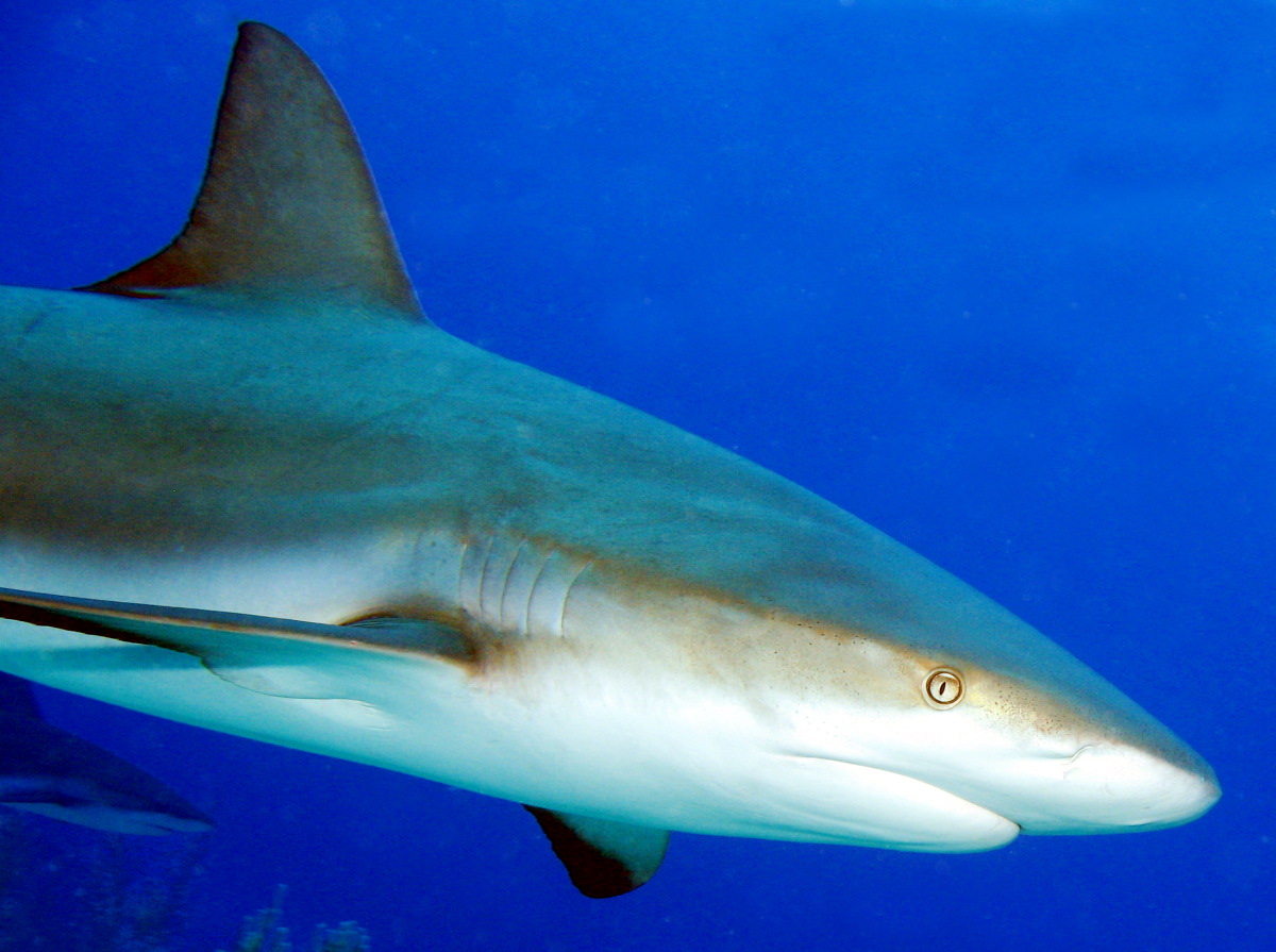 Caribbean Reef Shark - Carcharhinus perezii