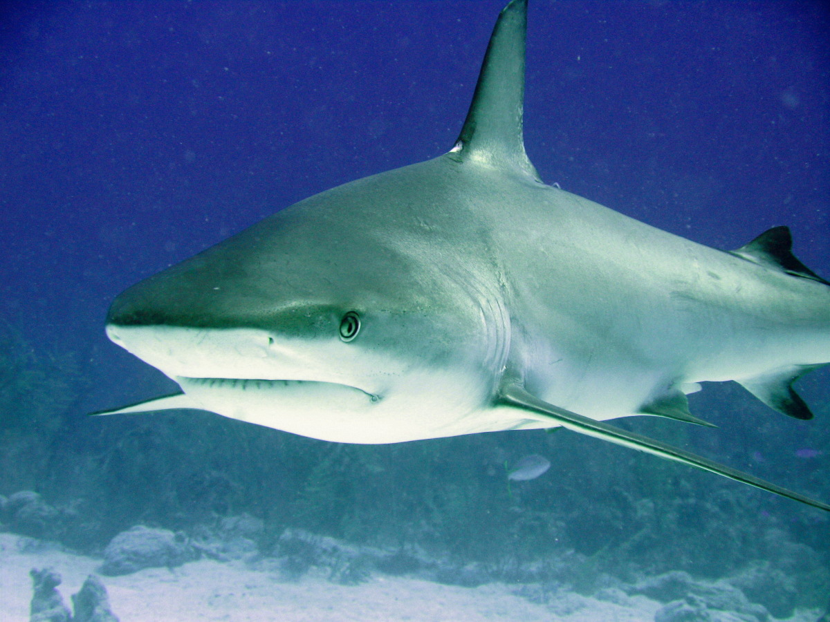 Caribbean Reef Shark - Carcharhinus perezii