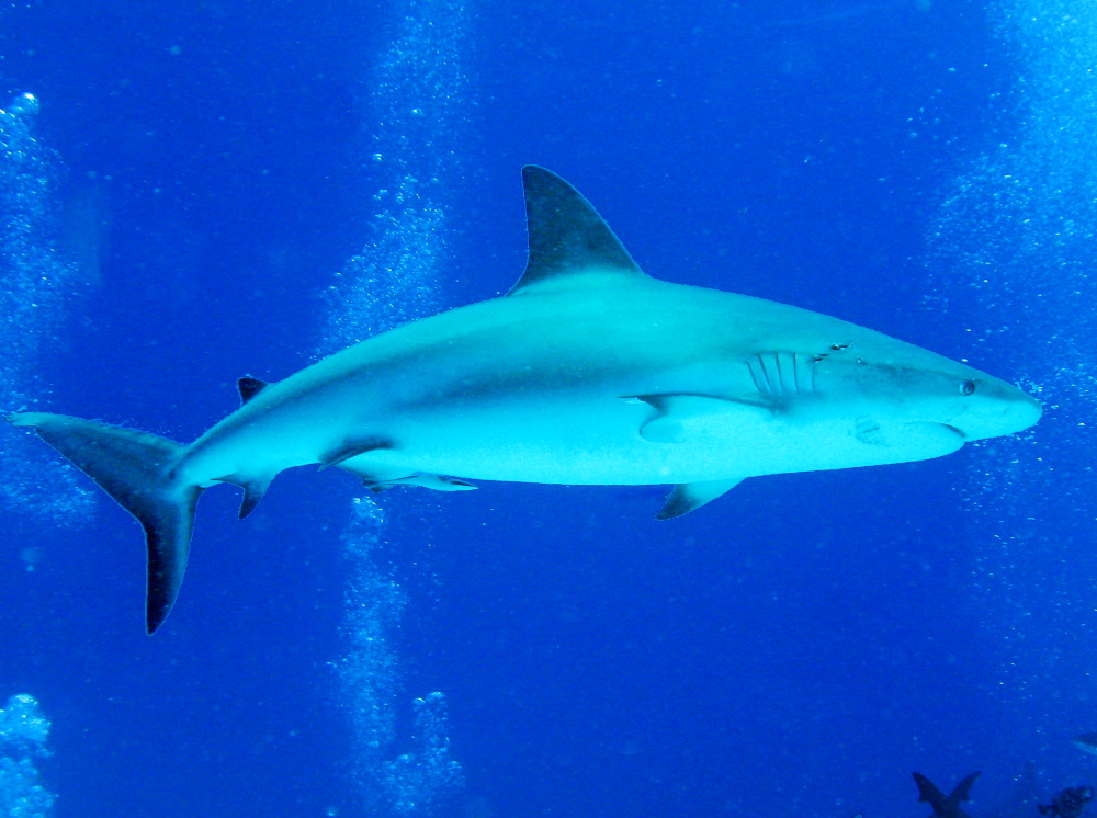Caribbean Reef Shark - Carcharhinus perezii