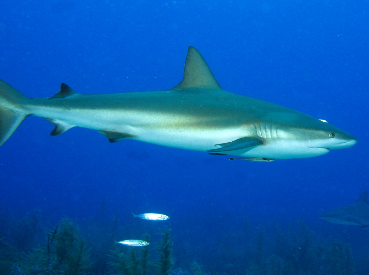 Caribbean Reef Shark - Carcharhinus perezii