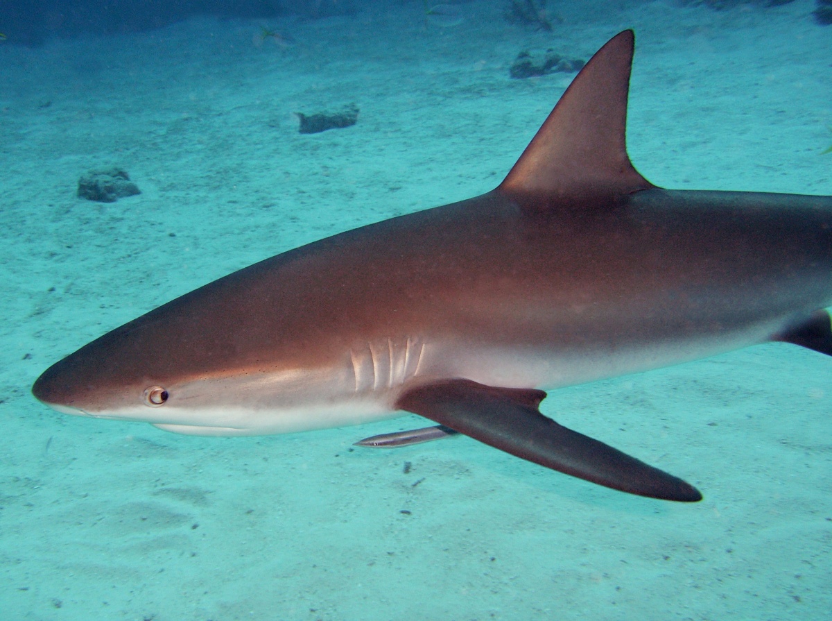 Caribbean Reef Shark - Carcharhinus perezii
