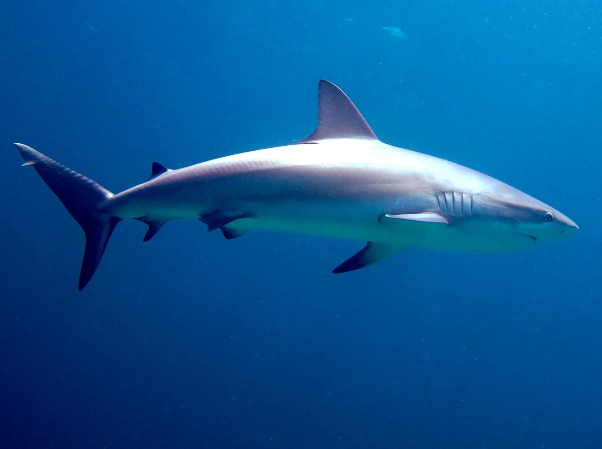 Caribbean Reef Shark - Carcharhinus perezii
