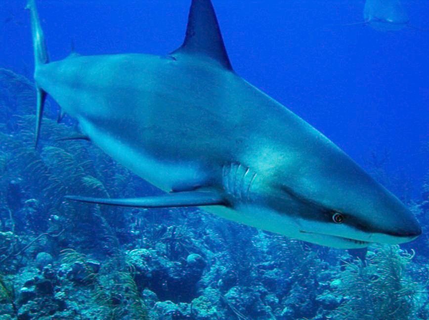 Caribbean Reef Shark - Carcharhinus perezii