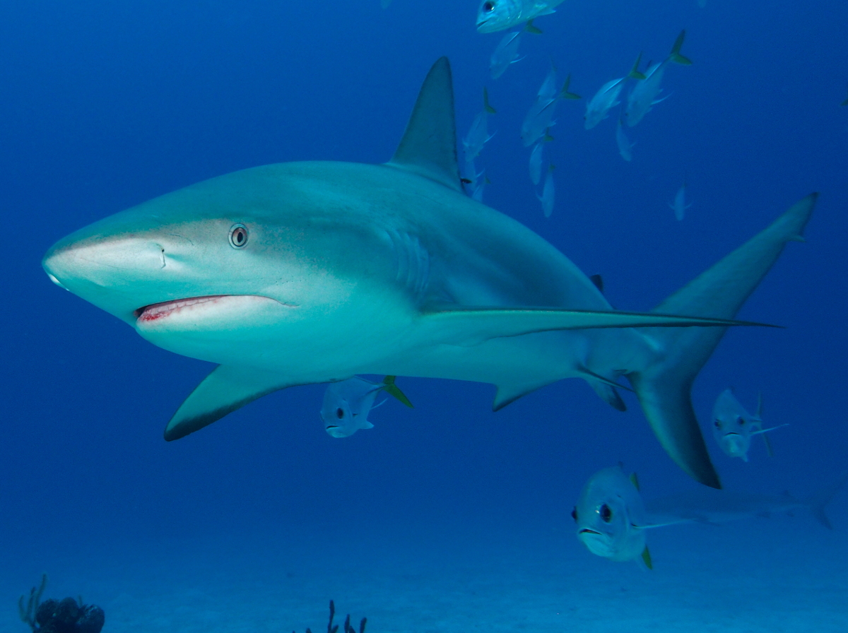 Caribbean Reef Shark - Carcharhinus perezii