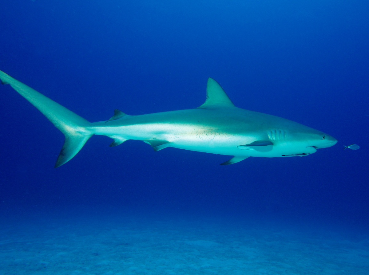 Caribbean Reef Shark - Carcharhinus perezii