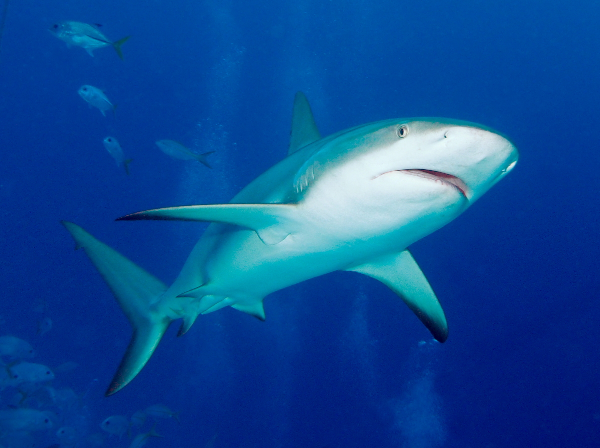 Caribbean Reef Shark - Carcharhinus perezii