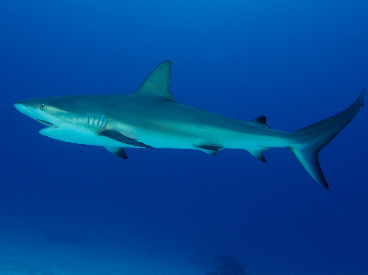 Caribbean Reef Shark - Carcharhinus perezii