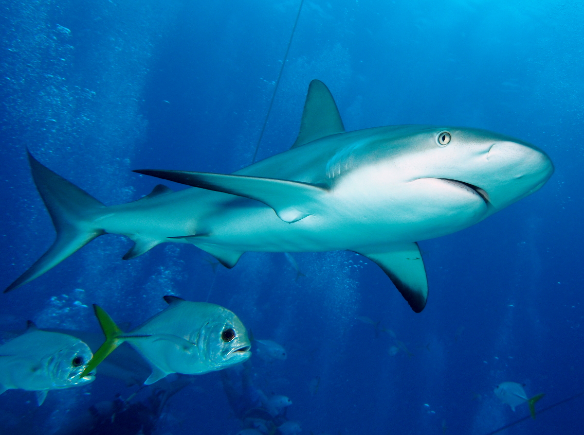 Caribbean Reef Shark - Carcharhinus perezii