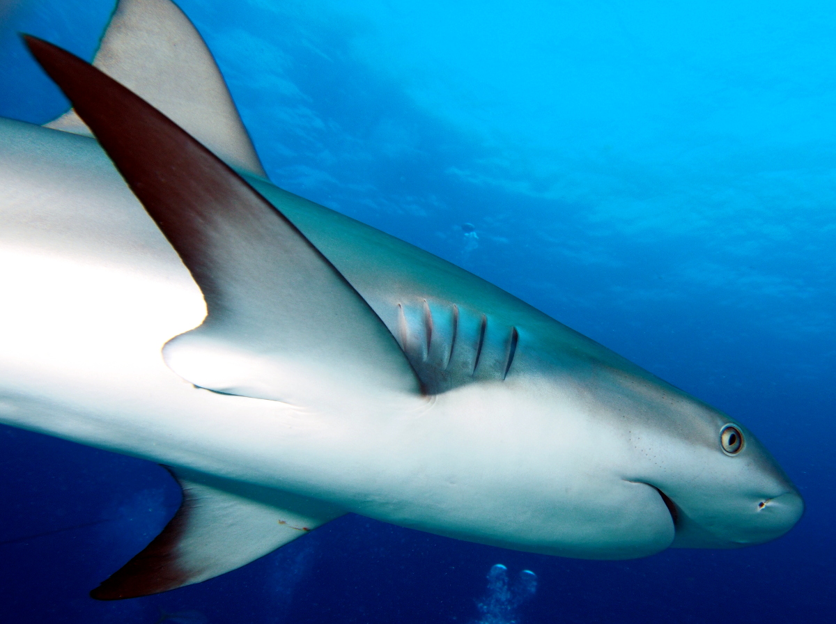 Caribbean Reef Shark - Carcharhinus perezii