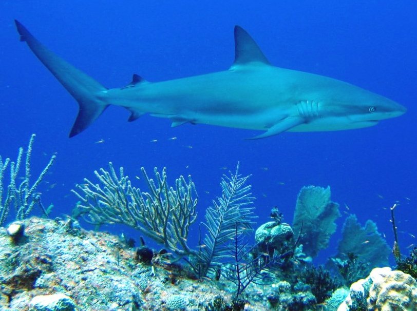 Caribbean Reef Shark - Carcharhinus perezii