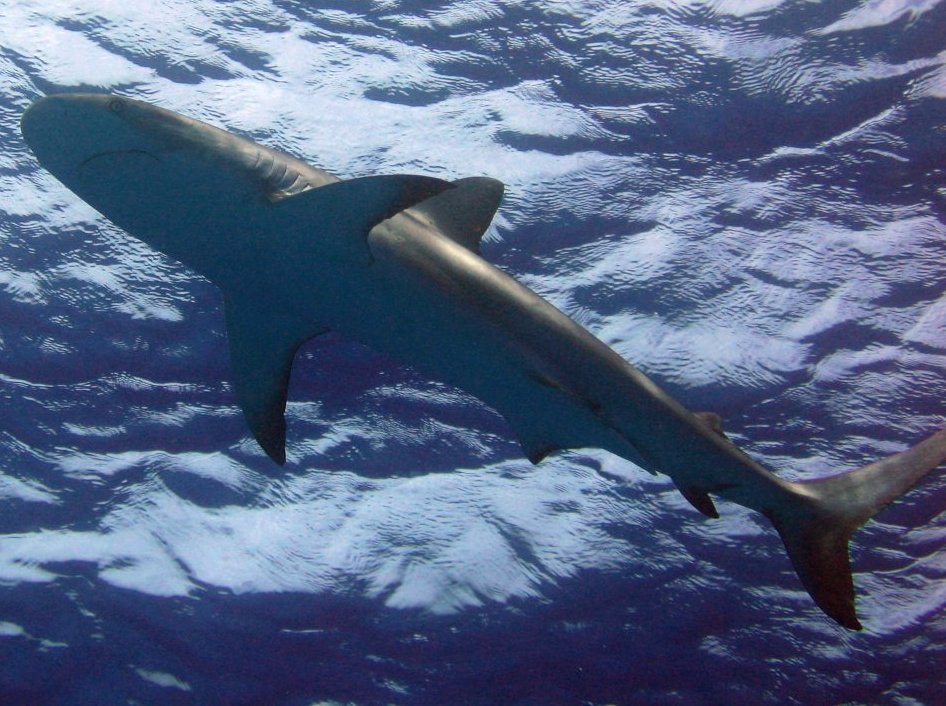 Caribbean Reef Shark - Carcharhinus perezii