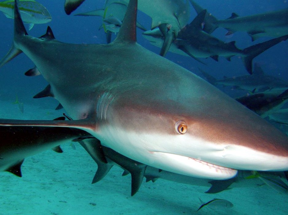 Caribbean Reef Shark - Carcharhinus perezii