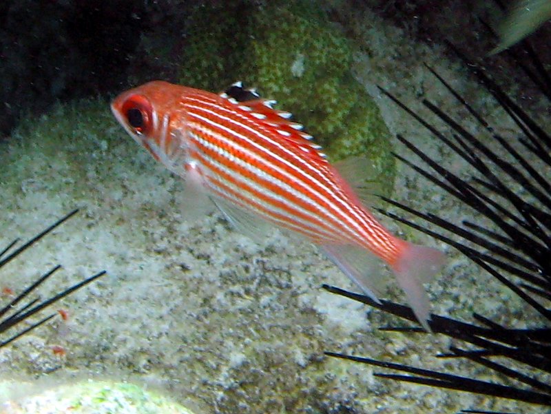 Reef Squirrelfish - Sargocentron coruscum