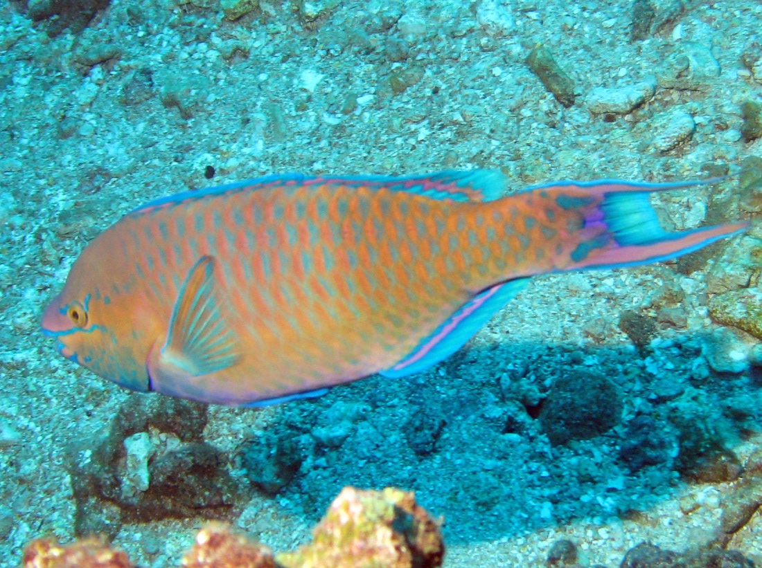 Regal Parrotfish - Scarus dubius