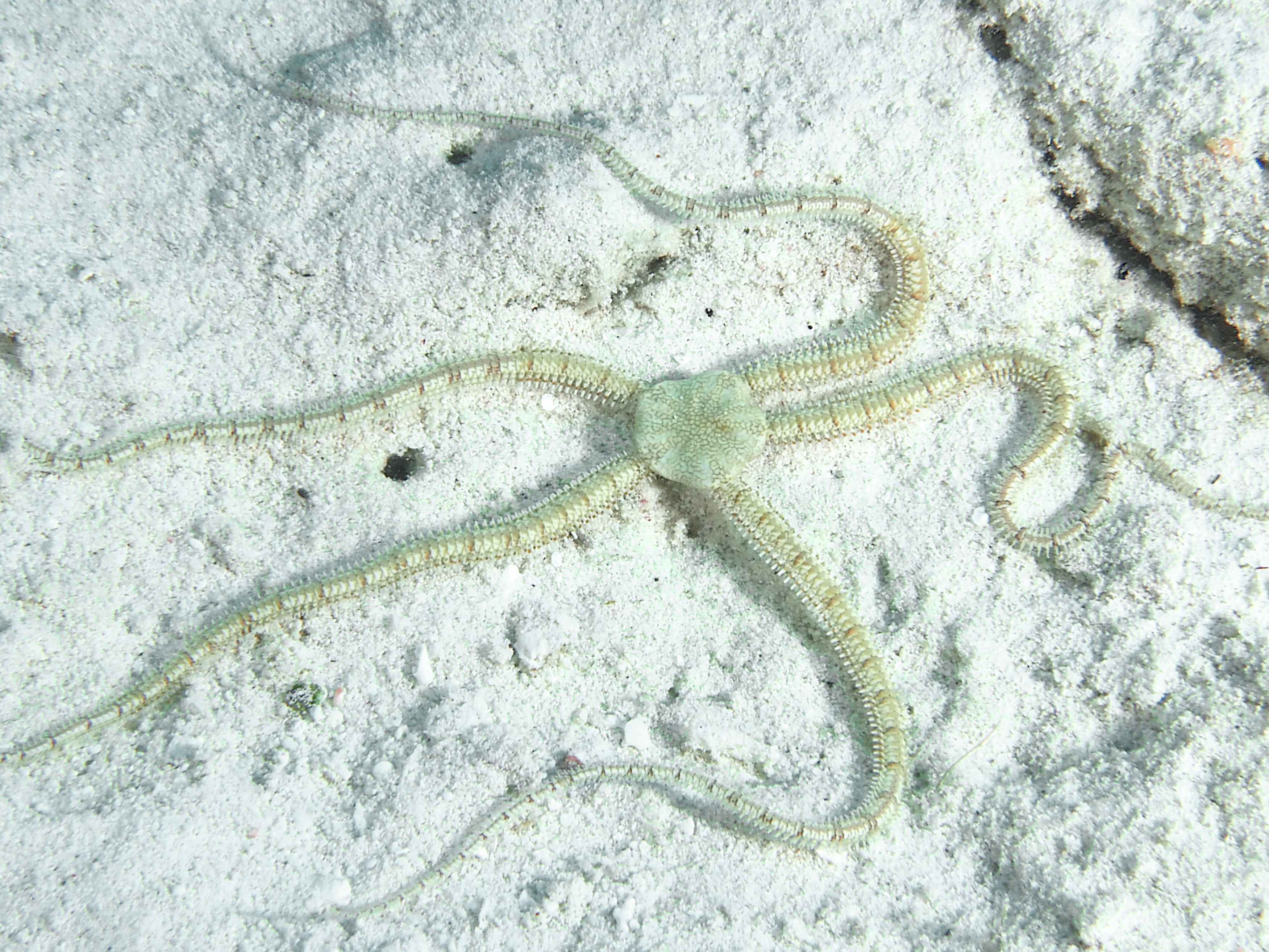 Reticulated Brittle Star - Ophiothrix reticulata