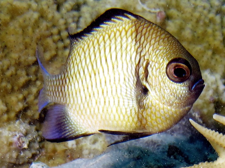 Reticulated Dascyllus - Dascyllus reticulatus
