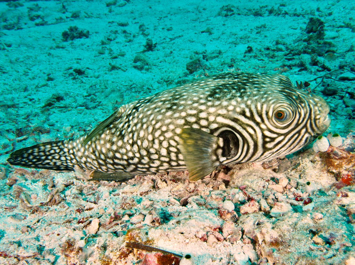 Reticulated pufferfish - Arothron reticularis