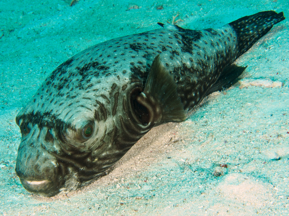Reticulated pufferfish - Arothron reticularis