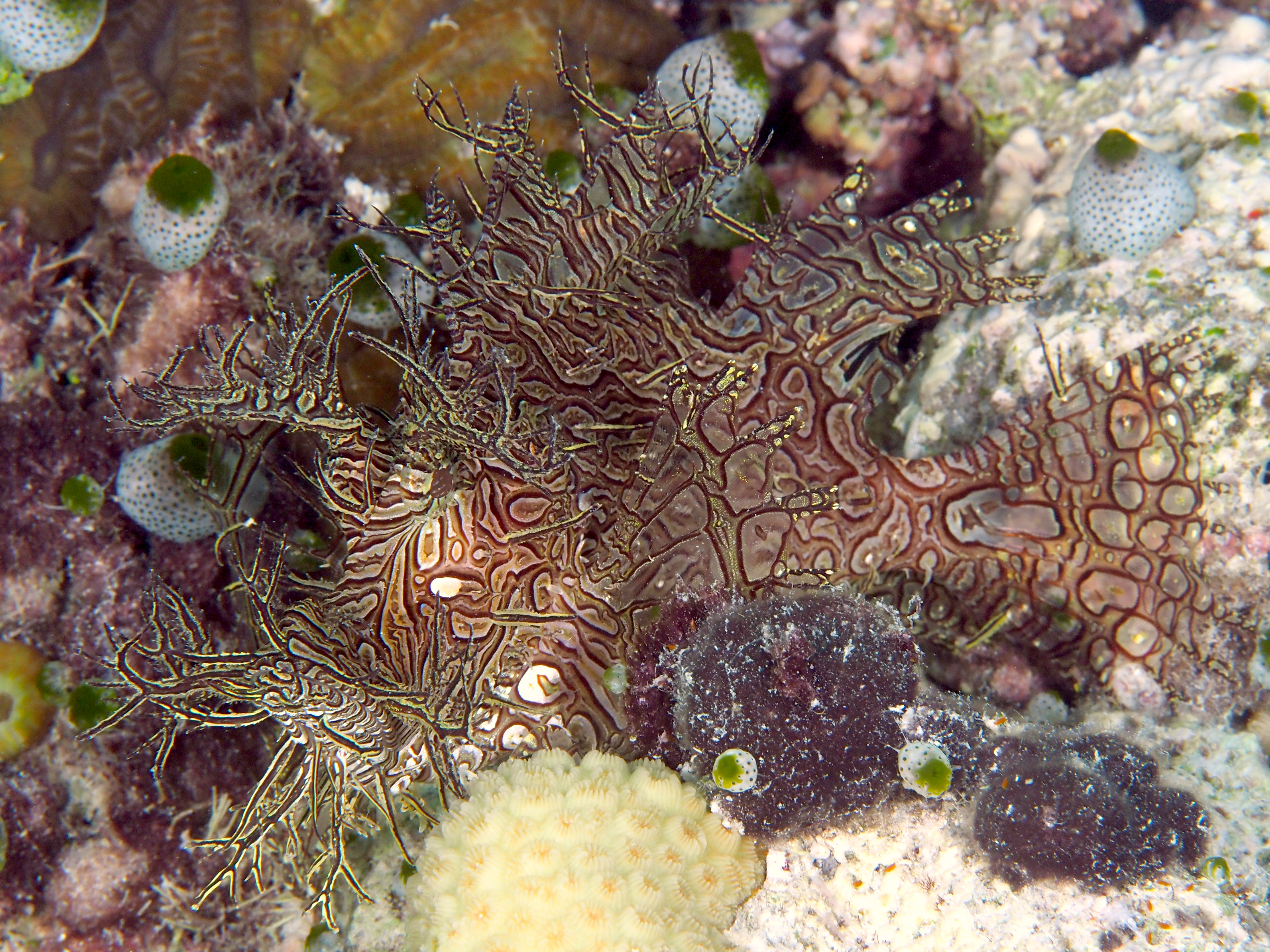 Lacy Scorpionfish - Rhinopias aphanes