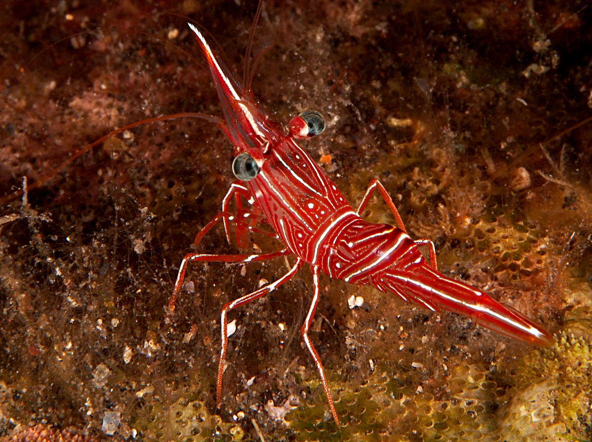 Dancing Shrimp - Rhynchocinetes durbanensis