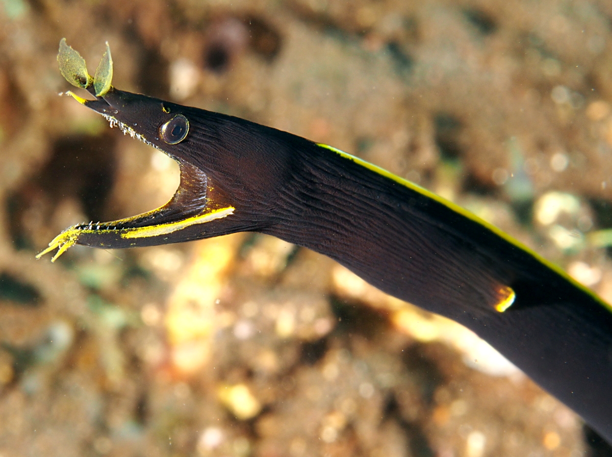 Ribbon Moray Eel - Rhinomuraena quaesita
