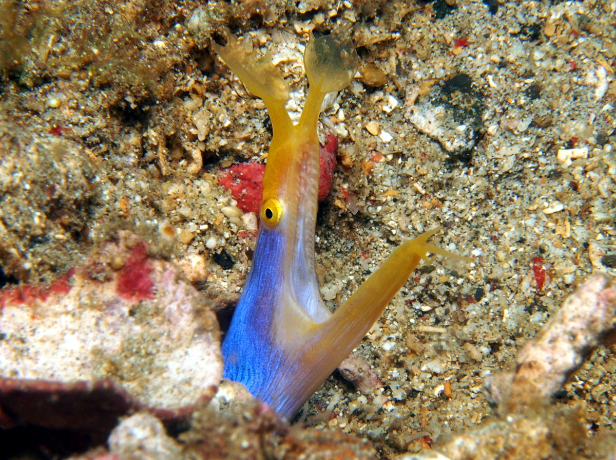 Ribbon Moray Eel - Rhinomuraena quaesita