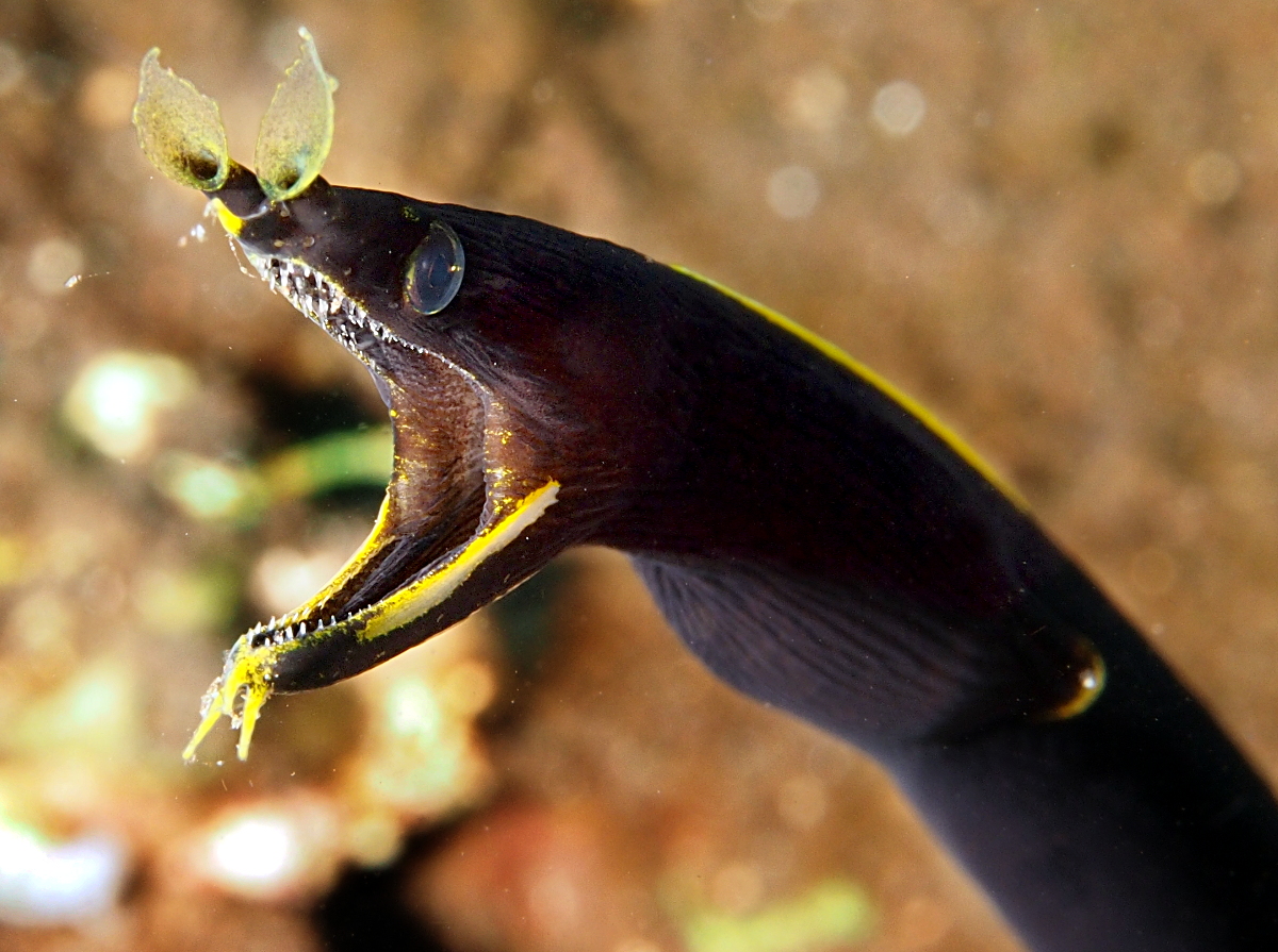Ribbon Moray Eel - Rhinomuraena quaesita