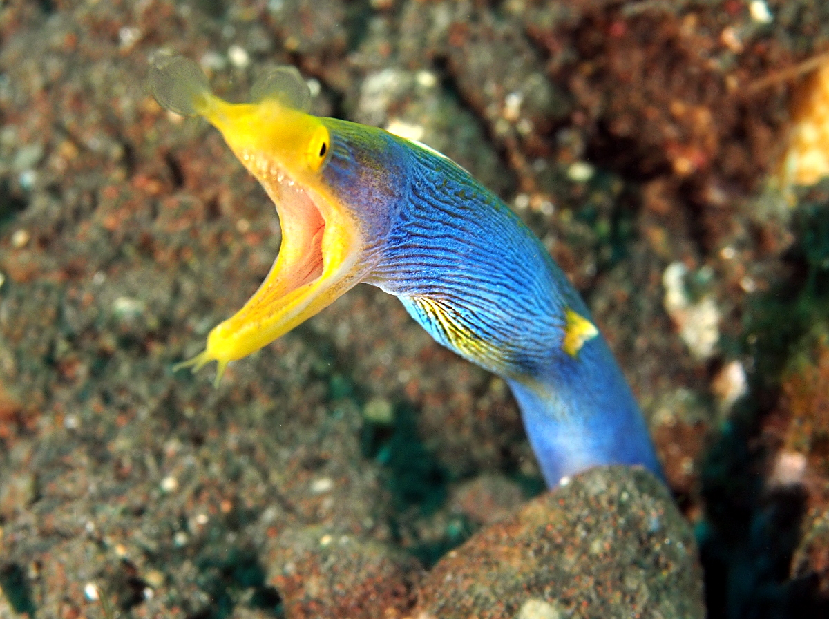 Ribbon Moray Eel - Rhinomuraena quaesita