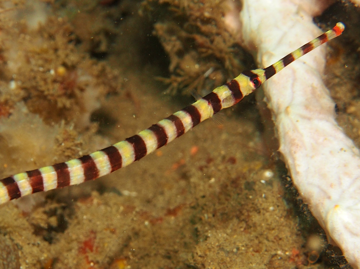 Ringed Pipefish - Doryrhamphus dactyliophorus