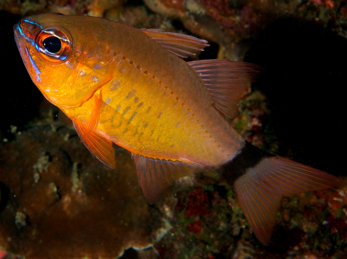 Ring-Tailed Cardinalfish - Ostorhinchus aureus