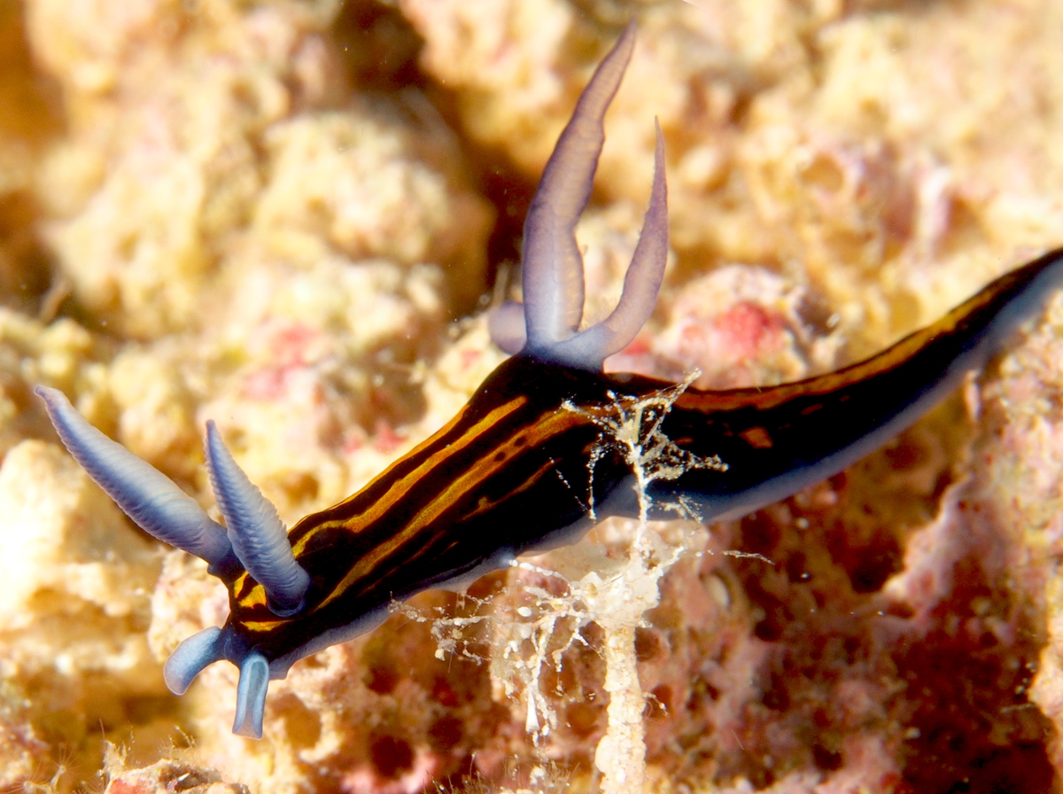 Slender Roboastra - Roboastra gracilis