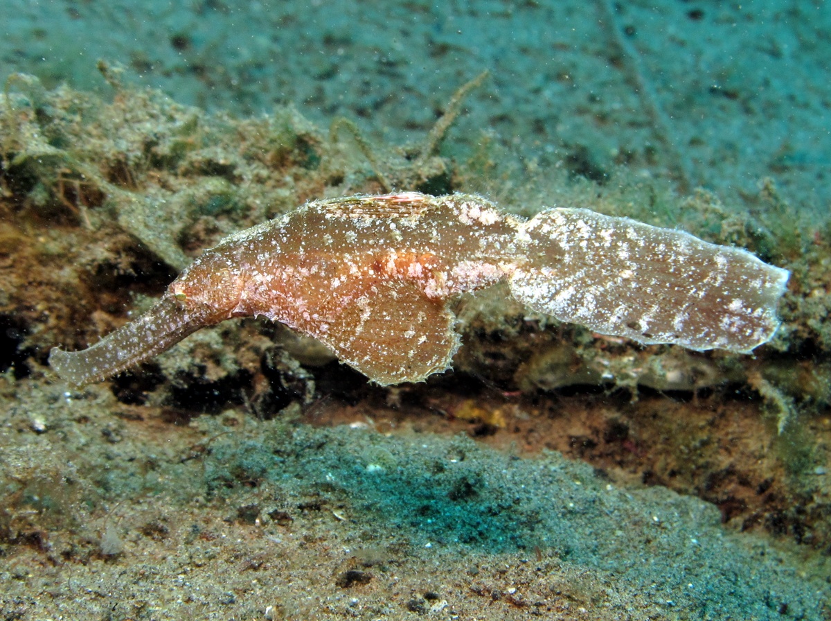 Robust Ghost Pipefish - Solenostomus cyanopterus